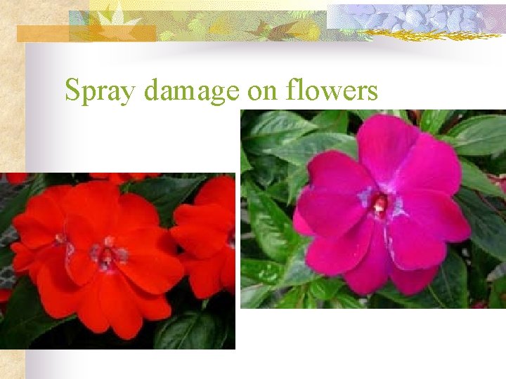 Spray damage on flowers 