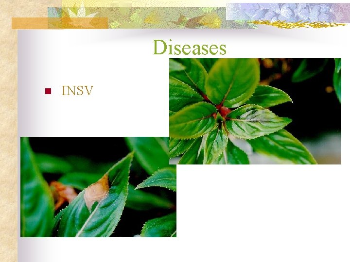 Diseases n INSV 