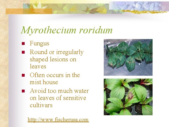 Myrothecium roridum n n Fungus Round or irregularly shaped lesions on leaves Often occurs