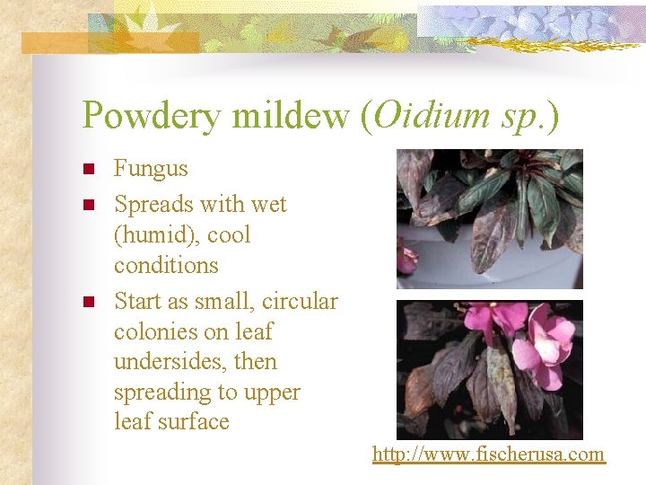 Powdery mildew (Oidium sp. ) n n n Fungus Spreads with wet (humid), cool