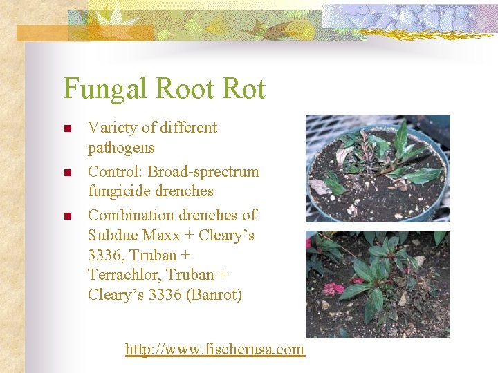 Fungal Root Rot n n n Variety of different pathogens Control: Broad-sprectrum fungicide drenches