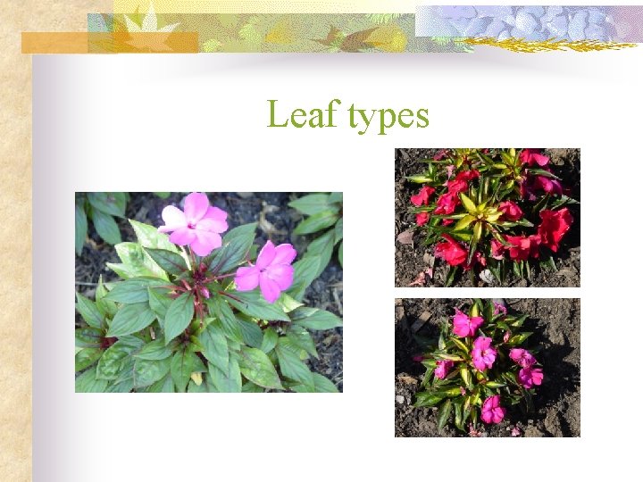 Leaf types 