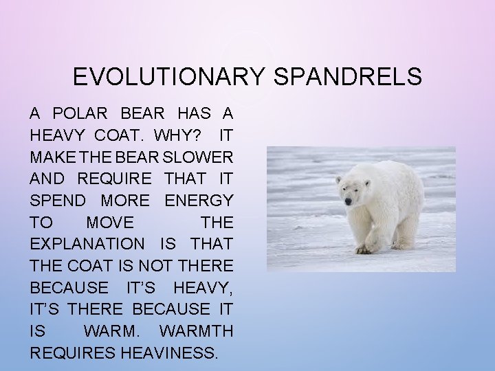 EVOLUTIONARY SPANDRELS A POLAR BEAR HAS A HEAVY COAT. WHY? IT MAKE THE BEAR