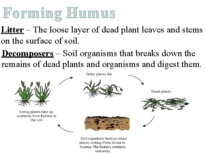 Forming Humus Litter – The loose layer of dead plant leaves and stems on