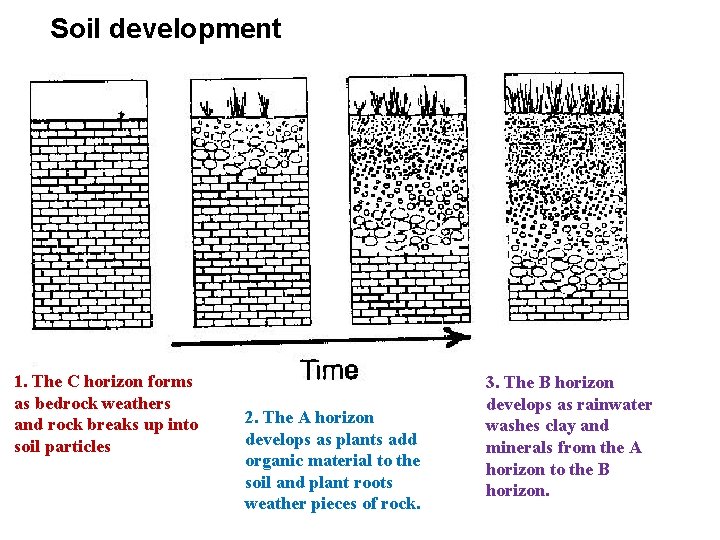 Soil development 1. The C horizon forms as bedrock weathers and rock breaks up