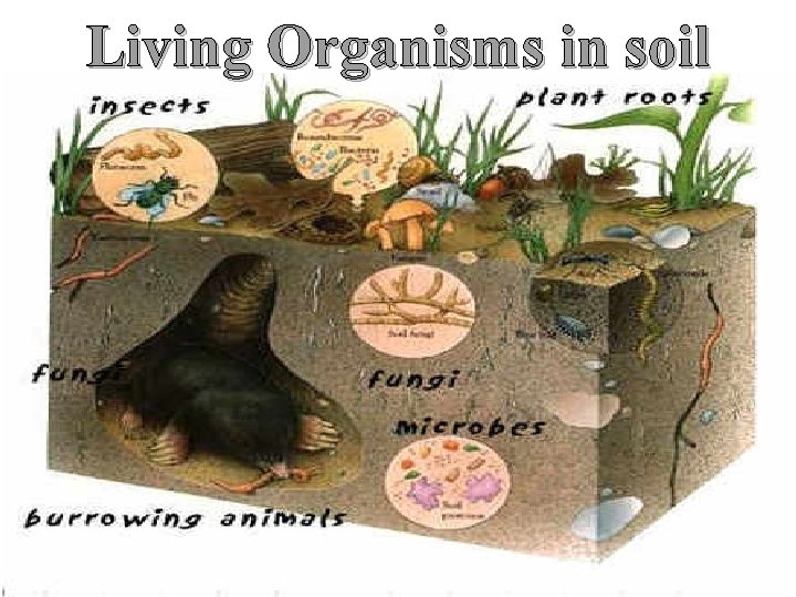 Living Organisms in soil 
