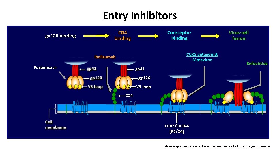 Entry Inhibitors gp 120 binding Coreceptor binding CD 4 binding CCR 5 antagonist Maraviroc