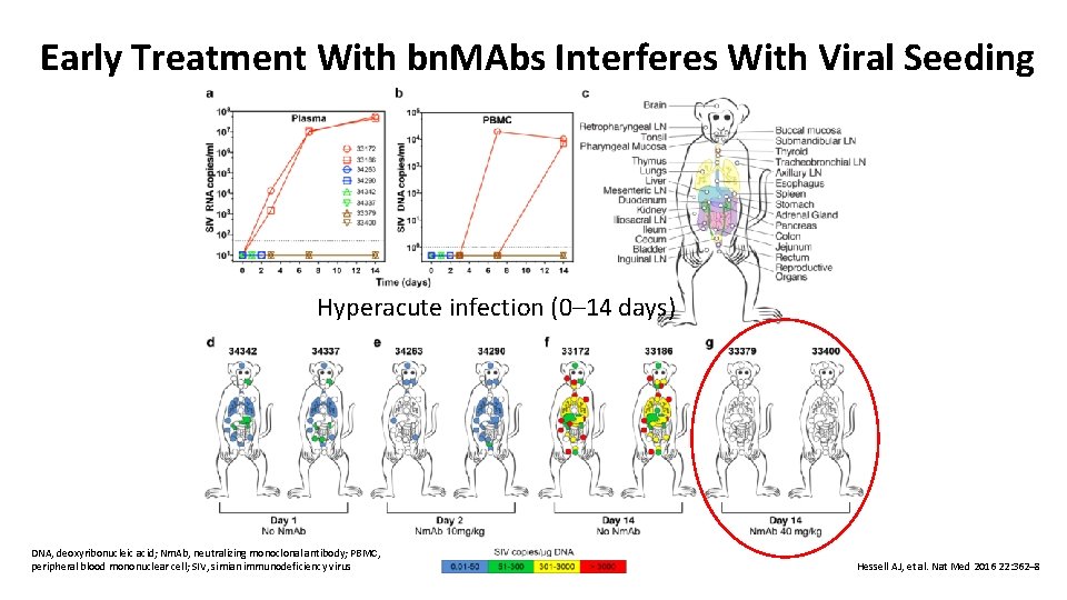 Early Treatment With bn. MAbs Interferes With Viral Seeding Hyperacute infection (0– 14 days)