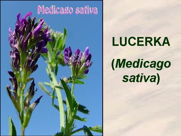 LUCERKA (Medicago sativa) 