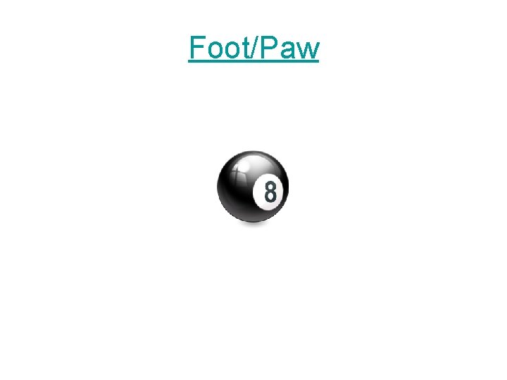 Foot/Paw 