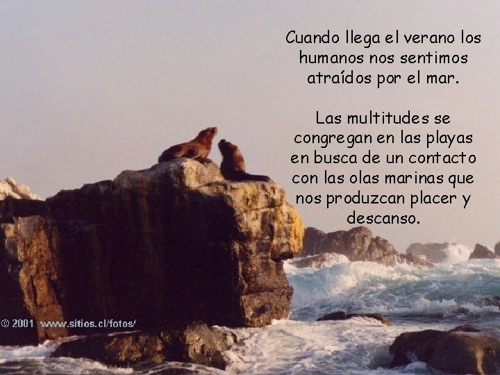 Cuando llega el verano los humanos sentimos atraídos por el mar. Las multitudes se