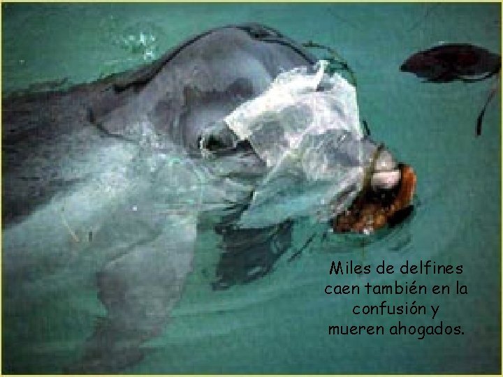 Miles de delfines caen también en la confusión y mueren ahogados. 