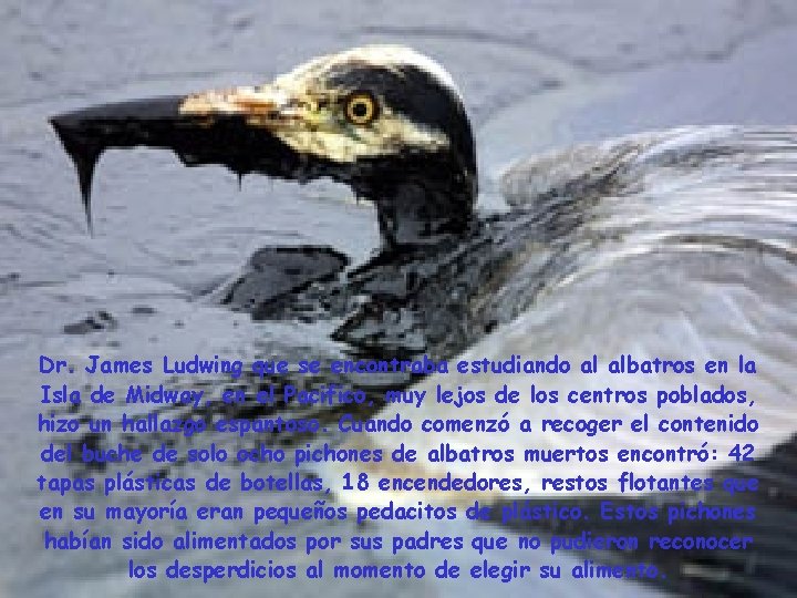 Dr. James Ludwing que se encontraba estudiando al albatros en la Isla de Midway,