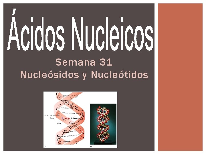Semana 31 Nucleósidos y Nucleótidos Semana 31 Nucleósidos y Nucleótidos