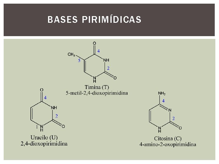 BASES PIRIMÍDICAS BASES PIRIMÍDICAS