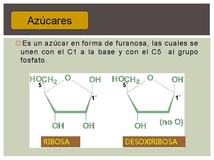 Azúcares Pentosas Es un azúcar en forma de furanosa, las cuales se unen con Azúcares Pentosas Es un azúcar en forma de furanosa, las cuales se unen con