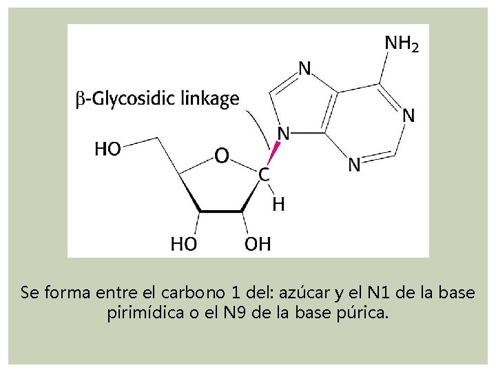 Se forma entre el carbono 1 del: azúcar y el N 1 de la Se forma entre el carbono 1 del: azúcar y el N 1 de la