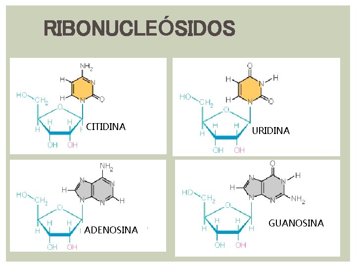 RIBONUCLEÓSIDOS CITIDINA ADENOSINA URIDINA GUANOSINA RIBONUCLEÓSIDOS CITIDINA ADENOSINA URIDINA GUANOSINA