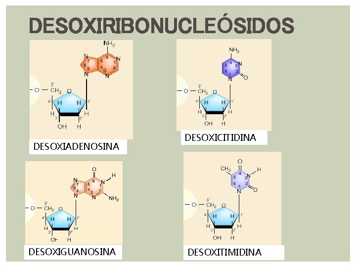 DESOXIRIBONUCLEÓSIDOS DESOXIADENOSINA DESOXIGUANOSINA DESOXICITIDINA DESOXITIMIDINA DESOXIRIBONUCLEÓSIDOS DESOXIADENOSINA DESOXIGUANOSINA DESOXICITIDINA DESOXITIMIDINA