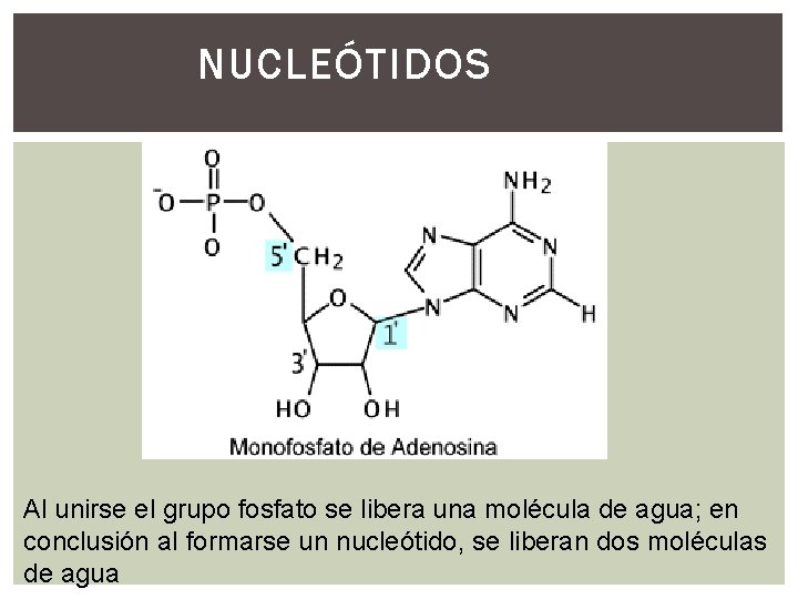 NUCLEÓTIDOS Al unirse el grupo fosfato se libera una molécula de agua; en conclusión NUCLEÓTIDOS Al unirse el grupo fosfato se libera una molécula de agua; en conclusión