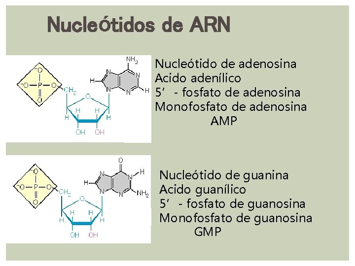 Nucleótidos de ARN Nucleótido de adenosina Acido adenílico 5’- fosfato de adenosina Monofosfato de Nucleótidos de ARN Nucleótido de adenosina Acido adenílico 5’- fosfato de adenosina Monofosfato de