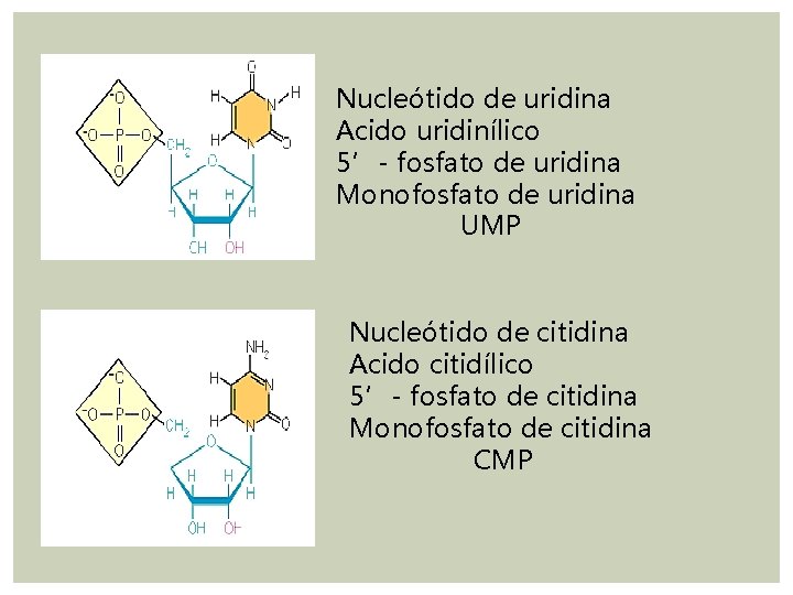 Nucleótido de uridina Acido uridinílico 5’- fosfato de uridina Monofosfato de uridina UMP Nucleótido Nucleótido de uridina Acido uridinílico 5’- fosfato de uridina Monofosfato de uridina UMP Nucleótido