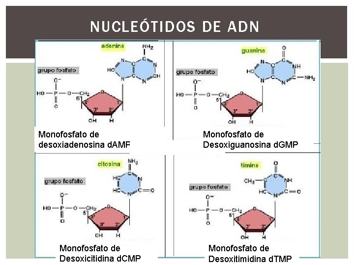 NUCLEÓTIDOS DE ADN Monofosfato de desoxiadenosina d. AMP Monofosfato de Desoxicitidina d. CMP Monofosfato NUCLEÓTIDOS DE ADN Monofosfato de desoxiadenosina d. AMP Monofosfato de Desoxicitidina d. CMP Monofosfato