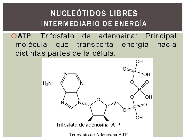 NUCLEÓTIDOS LIBRES INTERMEDIARIO DE ENERGÍA ATP, Trifosfato de adenosina: Principal molécula que transporta energía NUCLEÓTIDOS LIBRES INTERMEDIARIO DE ENERGÍA ATP, Trifosfato de adenosina: Principal molécula que transporta energía