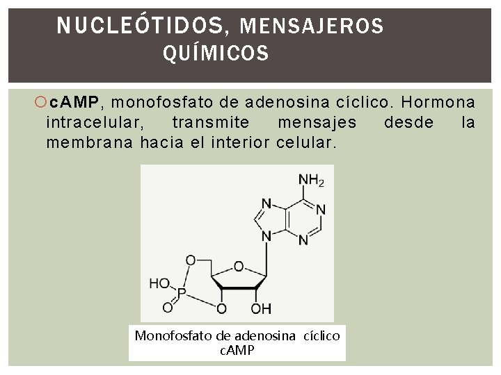 NUCLEÓTIDOS, MENSAJEROS QUÍMICOS c. AMP, monofosfato de adenosina cíclico. Hormona intracelular, transmite mensajes desde NUCLEÓTIDOS, MENSAJEROS QUÍMICOS c. AMP, monofosfato de adenosina cíclico. Hormona intracelular, transmite mensajes desde