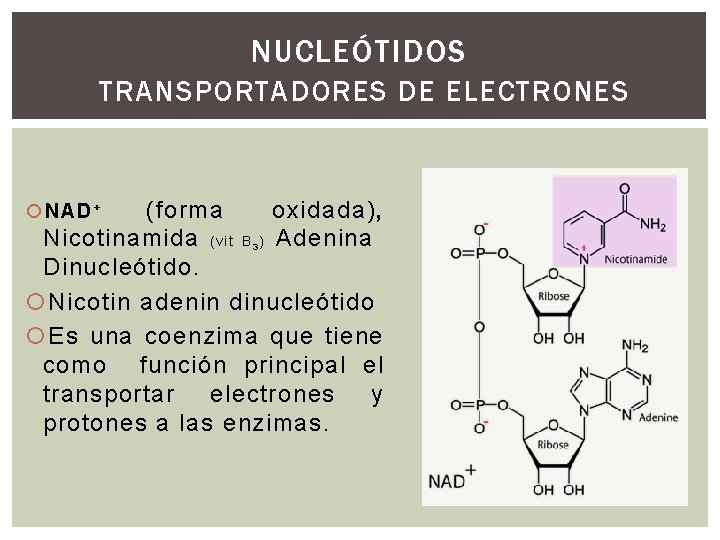 NUCLEÓTIDOS TRANSPORTADORES DE ELECTRONES (forma oxidada), Nicotinamida ( v i t B ) Adenina NUCLEÓTIDOS TRANSPORTADORES DE ELECTRONES (forma oxidada), Nicotinamida ( v i t B ) Adenina