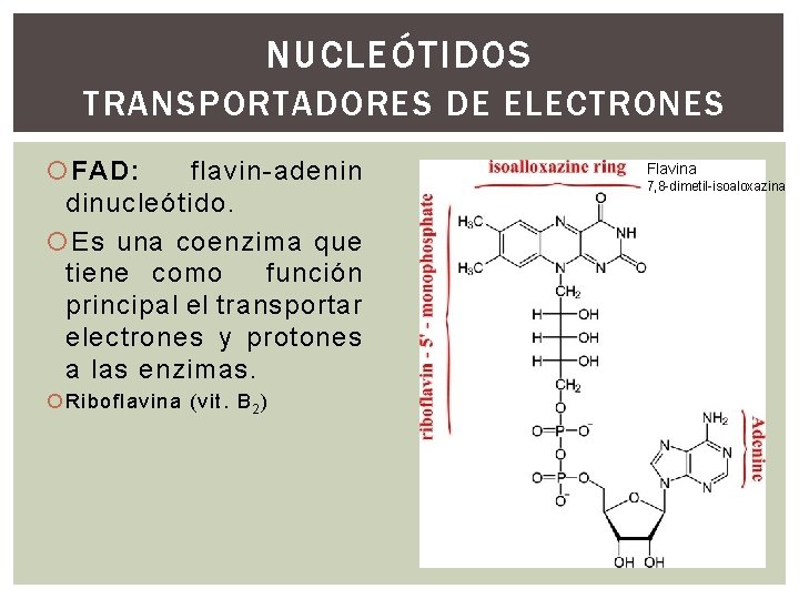 NUCLEÓTIDOS TRANSPORTADORES DE ELECTRONES FAD: flavin-adenin dinucleótido. Es una coenzima que tiene como función NUCLEÓTIDOS TRANSPORTADORES DE ELECTRONES FAD: flavin-adenin dinucleótido. Es una coenzima que tiene como función