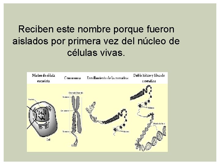 Reciben este nombre porque fueron aislados por primera vez del núcleo de células vivas. Reciben este nombre porque fueron aislados por primera vez del núcleo de células vivas.