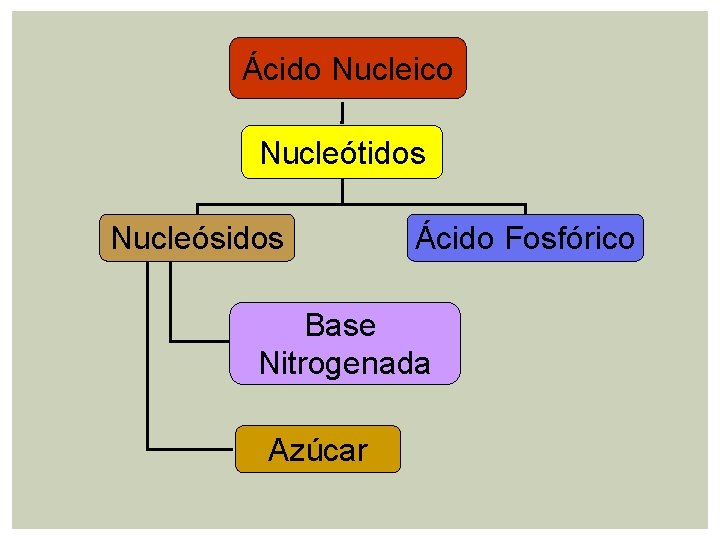 Ácido Nucleico Nucleótidos Nucleósidos Ácido Fosfórico Base Nitrogenada Azúcar Ácido Nucleico Nucleótidos Nucleósidos Ácido Fosfórico Base Nitrogenada Azúcar
