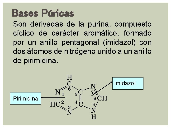 Bases Púricas Son derivadas de la purina, compuesto cíclico de carácter aromático, formado por Bases Púricas Son derivadas de la purina, compuesto cíclico de carácter aromático, formado por