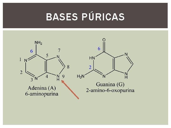 BASES PÚRICAS BASES PÚRICAS