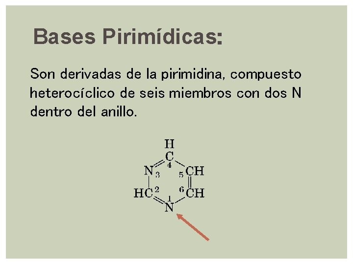 Bases Pirimídicas: Son derivadas de la pirimidina, compuesto heterocíclico de seis miembros con dos Bases Pirimídicas: Son derivadas de la pirimidina, compuesto heterocíclico de seis miembros con dos