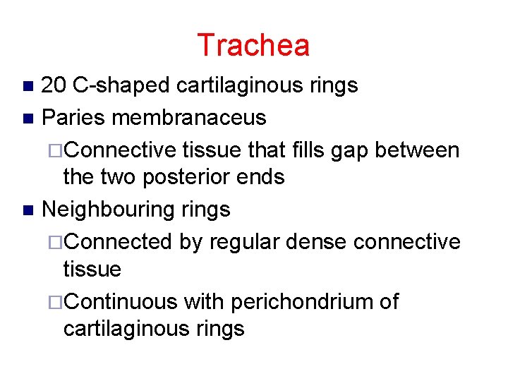 Trachea 20 C-shaped cartilaginous rings n Paries membranaceus ¨Connective tissue that fills gap between