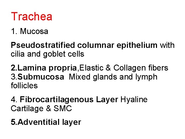 Trachea 1. Mucosa Pseudostratified columnar epithelium with cilia and goblet cells 2. Lamina propria,