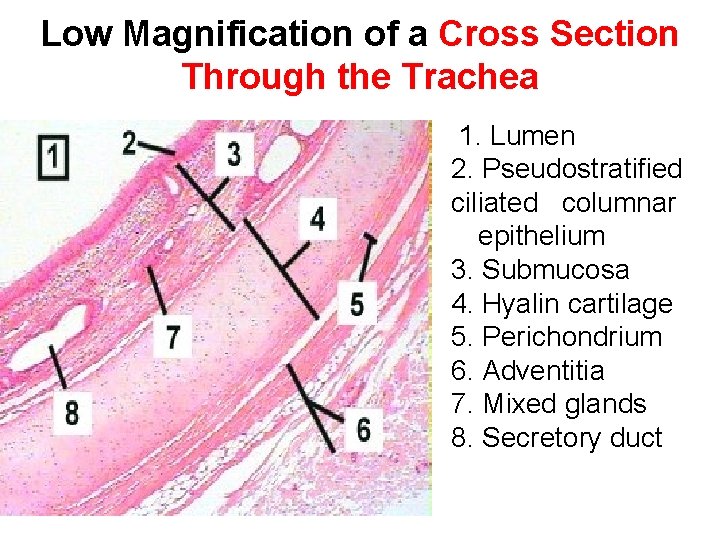 Low Magnification of a Cross Section Through the Trachea 1. Lumen 2. Pseudostratified ciliated