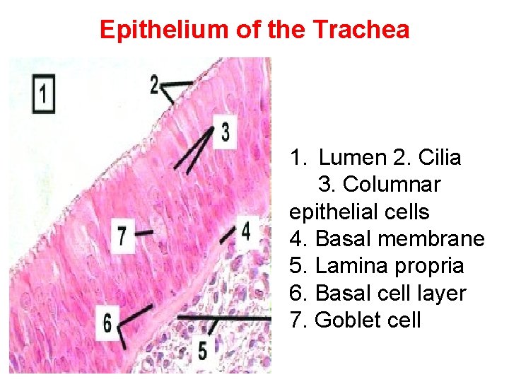 Epithelium of the Trachea 1. Lumen 2. Cilia 3. Columnar epithelial cells 4. Basal