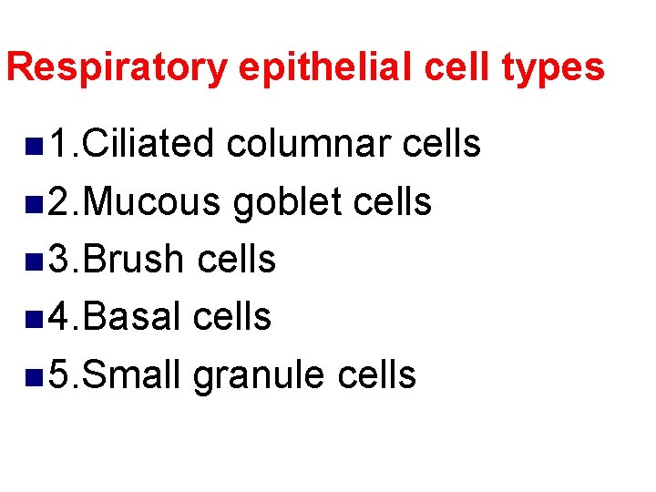 Respiratory epithelial cell types n 1. Ciliated columnar cells n 2. Mucous goblet cells