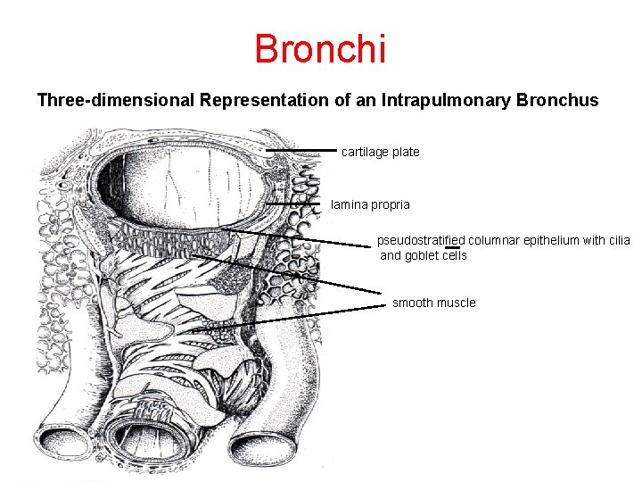 Bronchi Three-dimensional Representation of an Intrapulmonary Bronchus cartilage plate lamina propria pseudostratified columnar epithelium