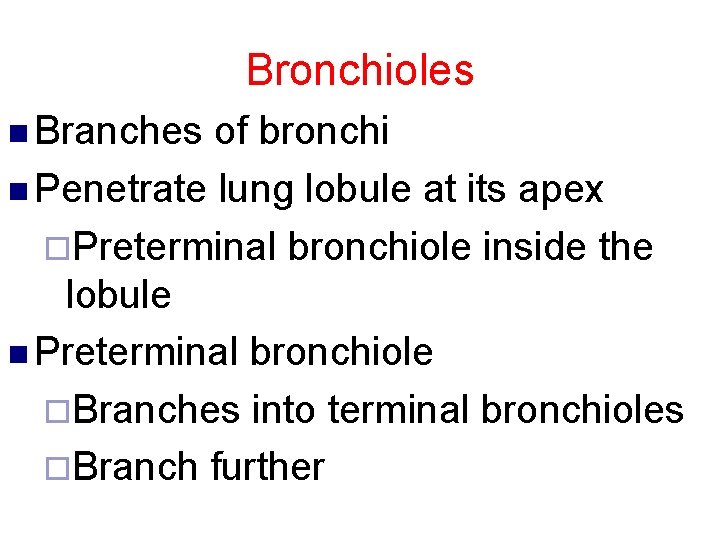 Bronchioles n Branches of bronchi n Penetrate lung lobule at its apex ¨Preterminal bronchiole