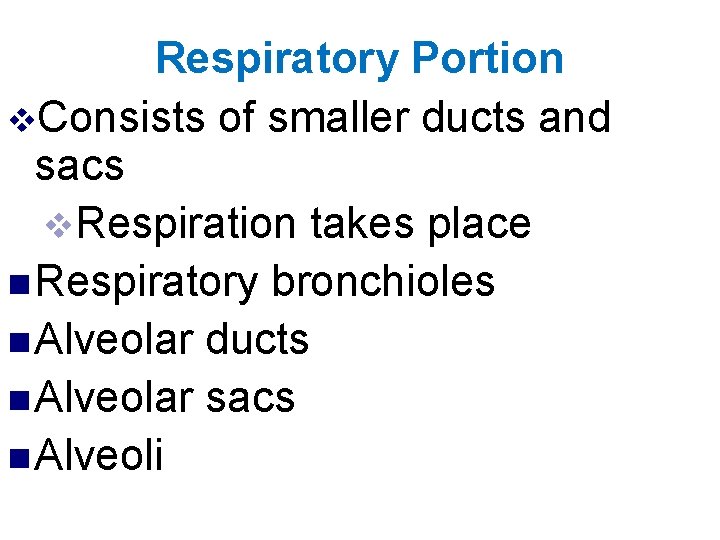 Respiratory Portion v. Consists of smaller ducts and sacs v. Respiration takes place n