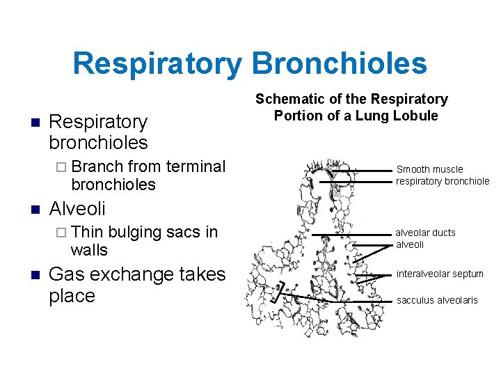 Respiratory Bronchioles n Respiratory bronchioles ¨ Branch from terminal bronchioles n Smooth muscle respiratory