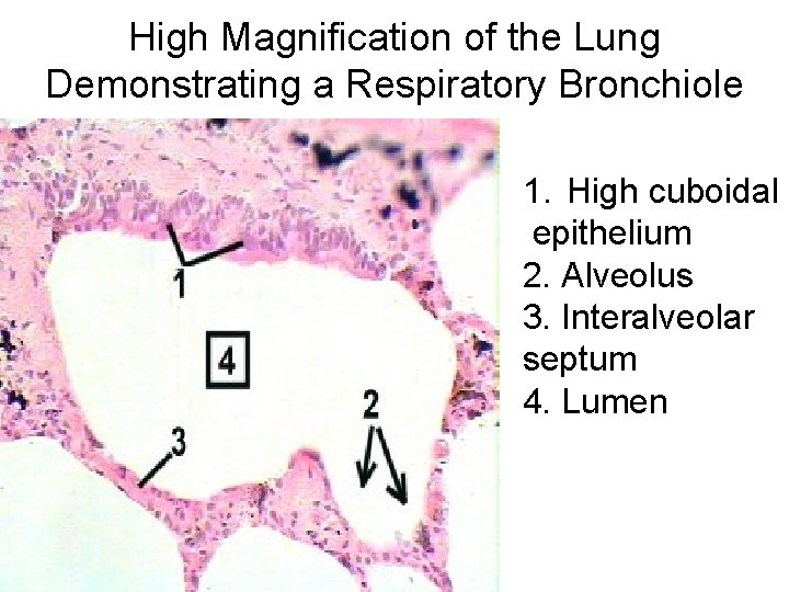 High Magnification of the Lung Demonstrating a Respiratory Bronchiole 1. High cuboidal epithelium 2.