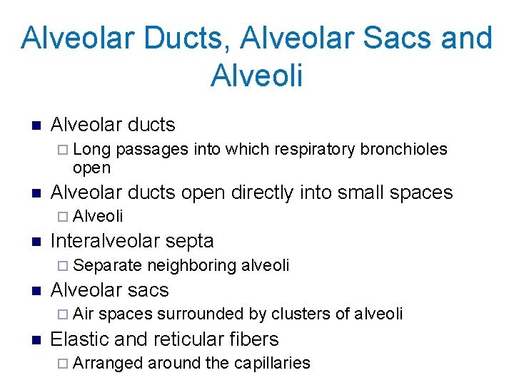 Alveolar Ducts, Alveolar Sacs and Alveoli n Alveolar ducts ¨ Long open n passages