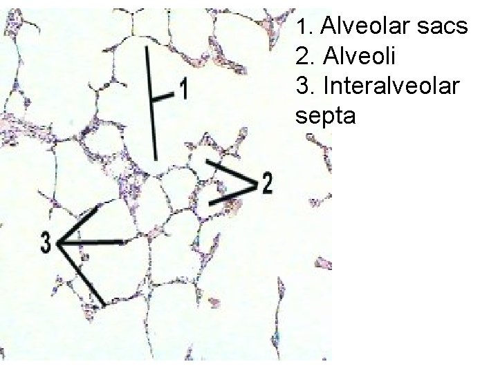 1. Alveolar sacs 2. Alveoli 3. Interalveolar septa 