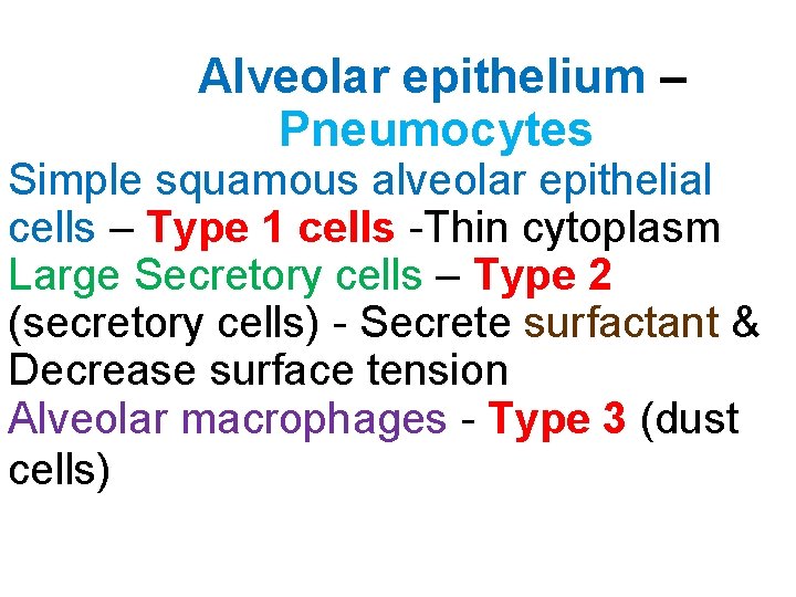 Alveolar epithelium – Pneumocytes Simple squamous alveolar epithelial cells – Type 1 cells -Thin