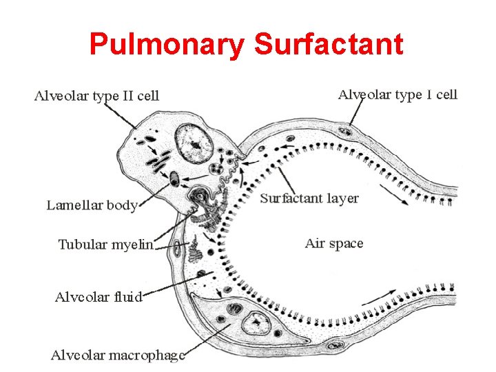 Pulmonary Surfactant 